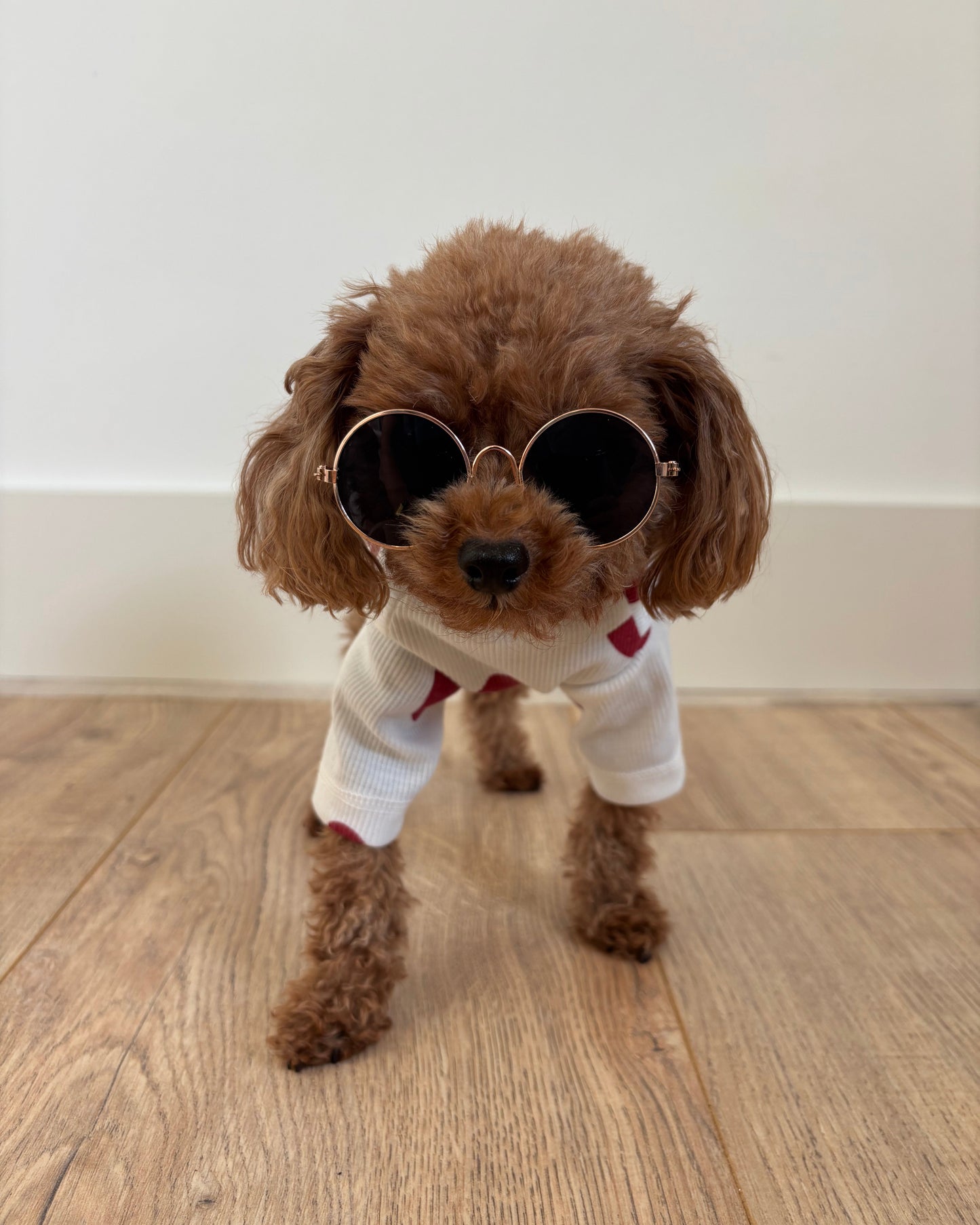 Golden Pup Shades