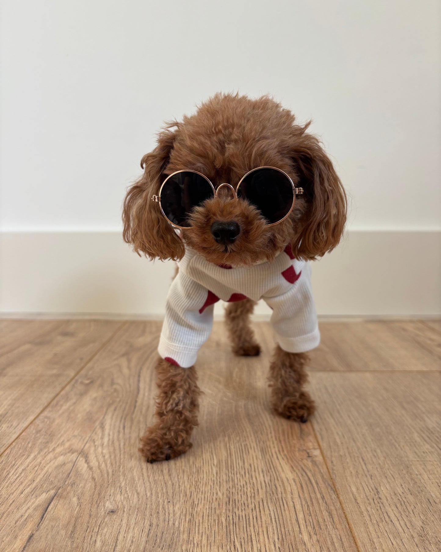 Golden Pup Shades