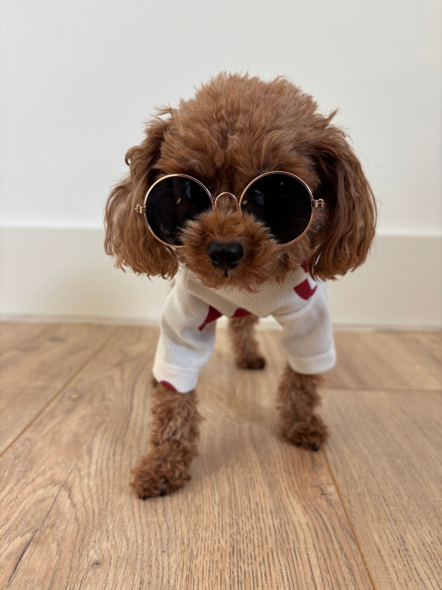 Golden Pup Shades