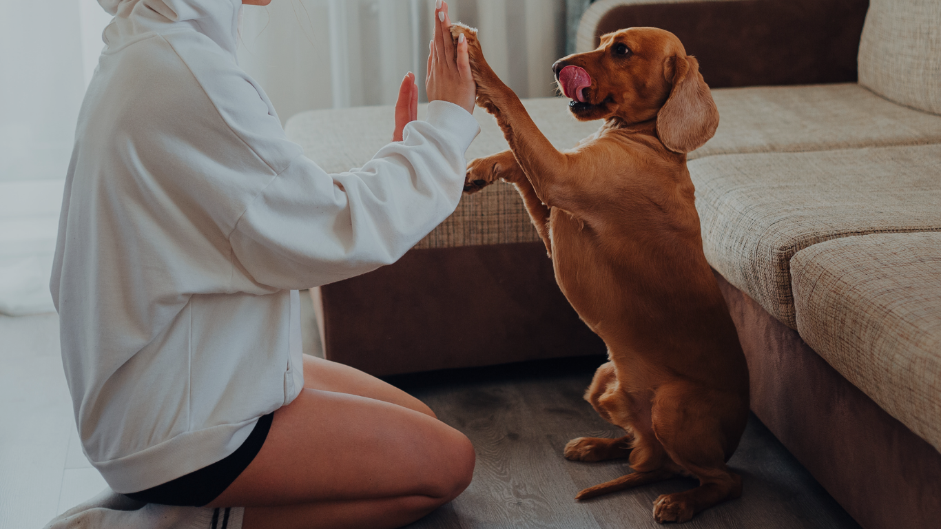 Life is easier with our four-legged friends.
